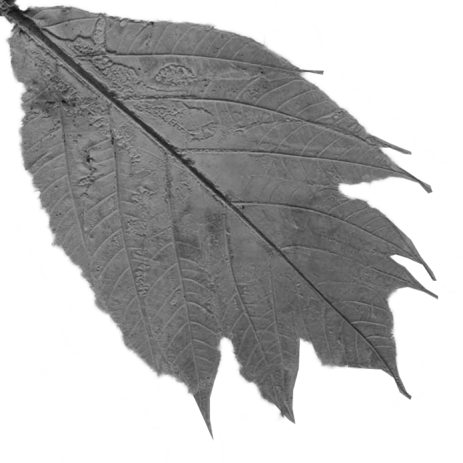 Leaf imprint in a concrete slab in the Bentota Beach Hotel of Geoffrey Bawa