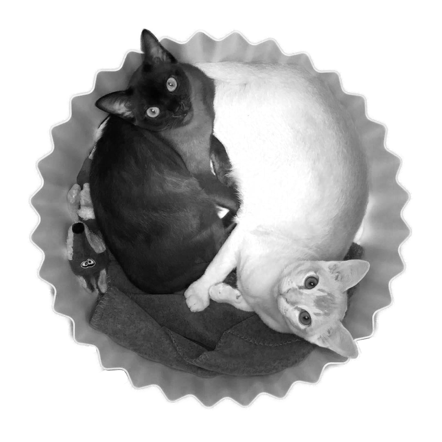 Bild der Katzen Michelle und Vincent